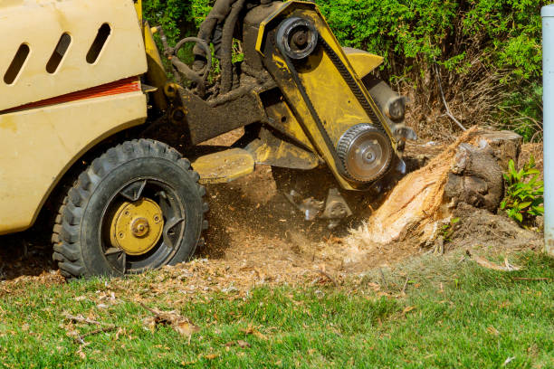 Best Tree Cutting Near Me  in Hollymead, VA